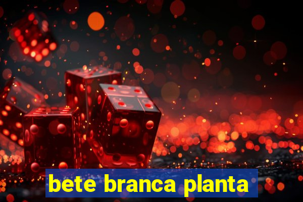 bete branca planta